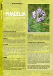Phacelia tanacetifolia