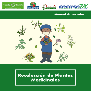 Recolección de Plantas Medicinales