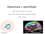 Hipocampo y aprendizaje