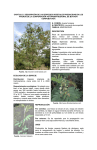 descripción de las especies vegetales en formato PDF