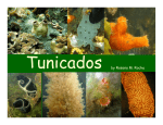 Tunicados by Rosana M. Rocha