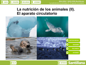 Aparato circulatorio en los animales