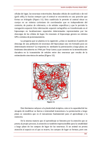 células de lugar, las neuronas entorrinales, llamadas células de