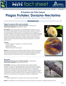 Plagas Frutales: Durazno y Nectarine