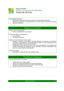 Desarrollo del Feto