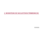 2. biosintesis de nucleotidos pirimidinicos - OCW Usal