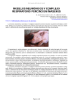 modelos neumónicos y complejo respiratorio porcino en imágenes
