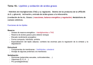Tema 18.- Lipólisis y oxidación de ácidos grasos