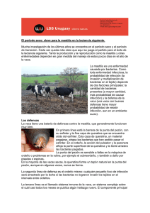 El período seco: clave para la mastitis en la lactancia