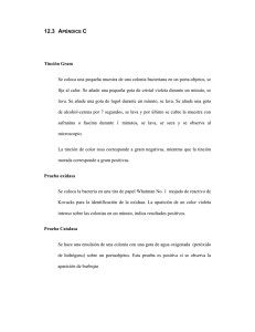 Apéndice C. Tinción Gram (archivo pdf, 11 kb)