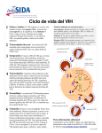 Ciclo de vida del VIH. Infosida 2005