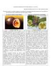 ANALISIS COMPARATIVO CHOLUPA