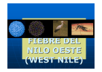 4.3 Los mosquitos y sanidad animal. Fiebre del west nile. J. Miguel