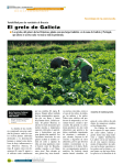 El grelo de Galicia - Plataforma Horticom