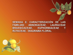 Semana 6. Annonaceae, Lauraceae, Brassicaceae
