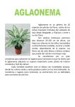 Aglaonema es un género de 20 especies de plantas de flores