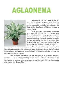 Aglaonema es un g&eacute;nero de 20 especies de plantas de flores