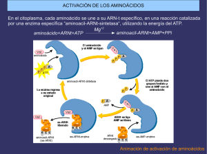 Animación de activación de aminoácidos En el citoplasma, cada