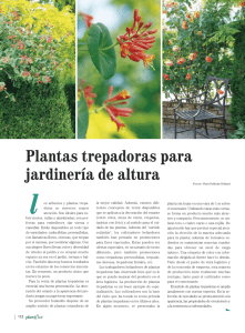 Plantas trepadoras