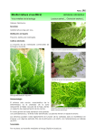 Mirafiori lettuce virus (MiLV)