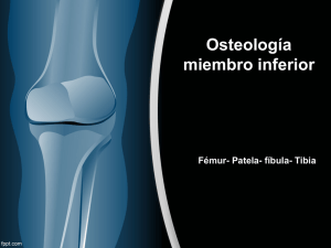 Osteología miembro inferior