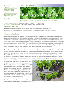 Culantro Orgánico - Agricultura Orgánica