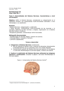 Generalidades del Sistema Nervioso. Características a nivel