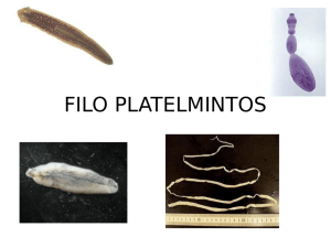 FILO PLATELMINTOS