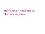 Morfología y Anatomía de Plantas Vasculares