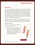 Anatomía humana I