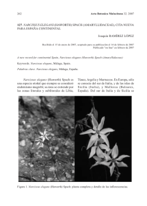 Narcissus elegans (Haworth) Spach es una especie oto&ntilde;al que