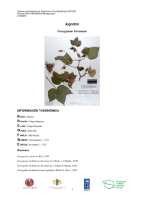 Algodón Gossypium hirsutum