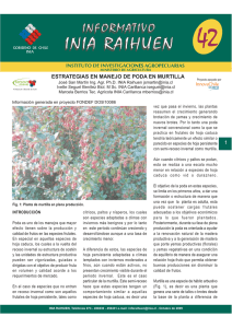 Informativo 42 Poda de Murtilla.FH11