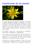 Clasificación de las plantas
