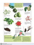 Angiospermopsida RUBIACEAE Hierbas, arbustos, bejucos y