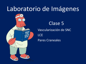 Clase 24 - Vascularizacion y pares craneales