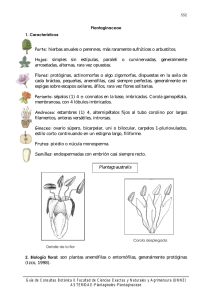 Plantaginaceae