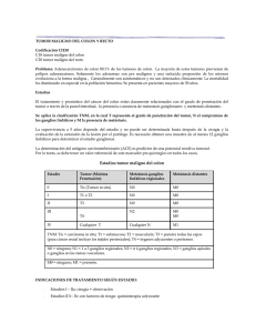Estadíos tumor maligno del colon
