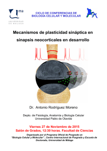 Mecanismos de plasticidad sináptica en sinapsis neocorticales en