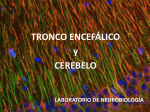 TRONCO ENCEFÁLICO y CEREBELO