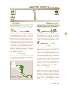 geonoma congesta.pmd - Arboles de Centroamerica Homepage