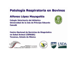 Ejemplos de Neumonias en Bovinos y Equinos --pdf format
