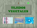 TEJIDOS VEGETALES - ies "poeta claudio rodríguez"