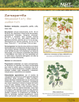 Zarzaparrilla Ribes punctatum R. et P. y Ribes cucullatum H