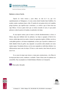 Hyphaene coriacea Gaertn. Especie de varios troncos y poca altura