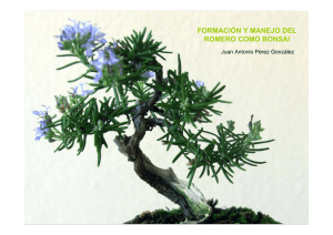 El romero como bonsai
