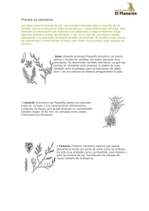 Plantas de saladares