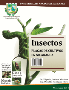 Insectos plagas de cultivos en Nicaragua