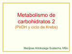 Metabolismo de Carb.: Ciclo de Krebs