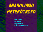 Anabolismo heterótrofo - ies "poeta claudio rodríguez"